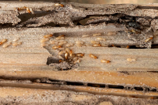 Best Cockroach Control Services  in Woodmore, MD